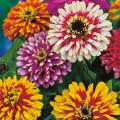 20+ Zinnia Flower Seeds - Whirlygig Mix Color Seeds. 