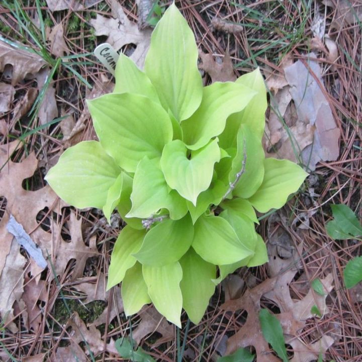 coconut%20Custard%20Hosta%20Plant%20Seeds%20-%20Image%202