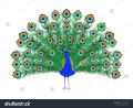 Peacock Feathers. 