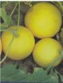 Kharboza K Beej | Melon Seeds | Organic & Fresh Garden Seeds. 
