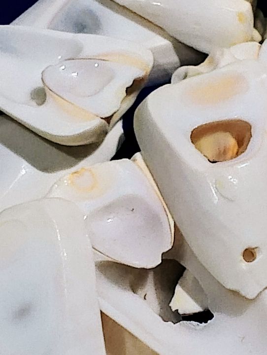 Natural%20Marine%20Pieces%20For%20DIY%20Crafts%20%7C%2015%20Mix%20Size%20pcs%20(2.5cm%20to%205cm)%20%7C%20Real%20Cut%20Marine%20Pieces%20With%20Hole%20%7C%20Use%20As%20Beads,%20Pendent%20Or%20Aquarium%20%7C%20Ideal%20For%20DIY%20Jewelry%20Making,%20Crafting,%20And%20Home%20Decoration%20-%20Image%207