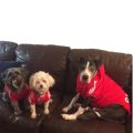 【KuaKe Mall】Big Clothes Sweatshirt Winter Warm Adidog Dog Clothing For Labrador Yorkies Medium Large French Dog Hoodie. 