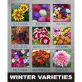 10 Economical Packs Different Winter Season Garden Flower Seeds Pansy Dahlia Petunia Marigold Gazania. 