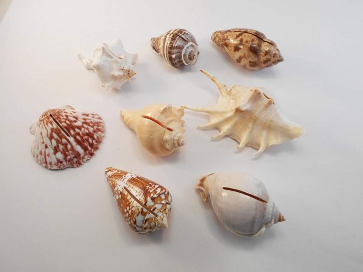 Set%20of%2050%20Genuine%20Seashell%20-%20Beach%20Wedding%20Favor%20Nautical%20Party%20Decor%20Sea%20Shell%20Table%20Sets%20-%20Image%203