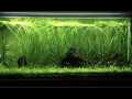 Dwarf Sagittaria / Sagg Aquarium Plant, low tech best for carpeting plant. 