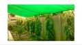 Sun Protection Green Shade Net Agriculture Boundary  Terrace Farming Lawn Garden Shed Greenhouses In All Sizes. 