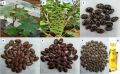 10 Castor oil seeds 100percent germinate for grow caster plant Eranda ( Riccinus communis ) castor been arand treeuse for many purpose. 