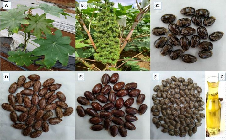 35%20Castor%20oil%20seeds%20100percent%20germinate%20for%20grow%20caster%20plant%20Eranda%20(%20Ricinus%20communis%20)%20castor%20beans%20arand%20tree%20use%20for%20many%20purpose%20-%20Image%207
