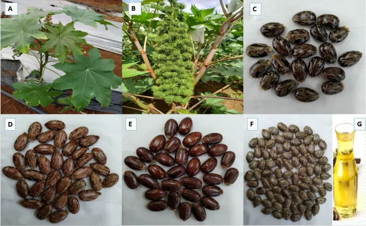 25%20Castor%20oil%20seeds%20100percent%20germinate%20for%20grow%20caster%20plant%20Eranda%20(%20Ricinus%20communis%20)%20castor%20beans%20arand%20tree%20use%20for%20many%20purpose%20-%20Image%205