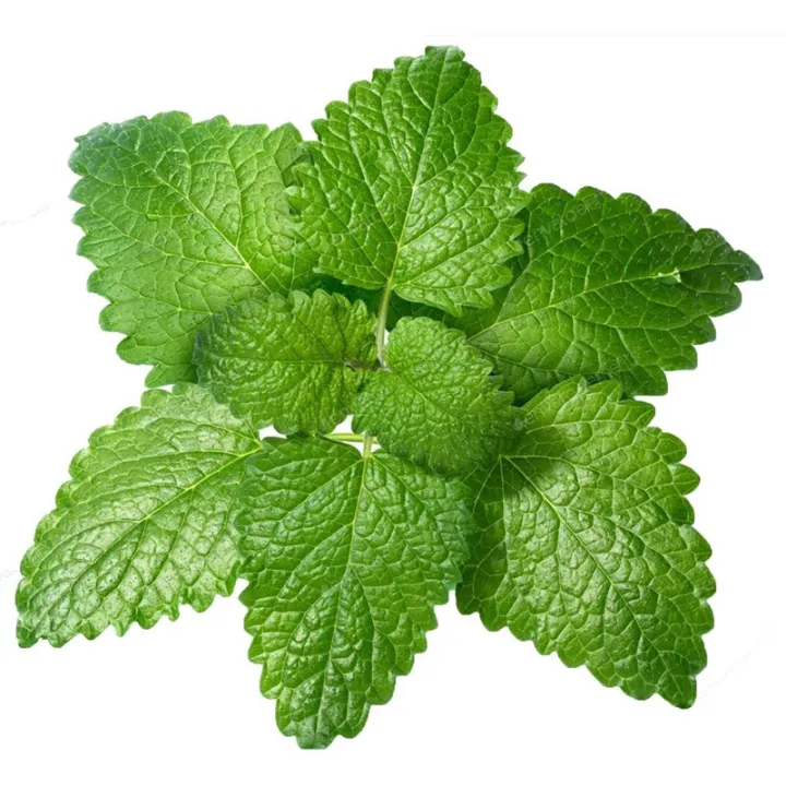 30+%20Lemon%20Balm%20Herb%20Seeds%20(Melissa%20Officinalis)%20Home%20Kitchen%20Gardening%20Seeds%20-%20Image%207