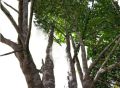 Indonesian Agarwood Seeds (Oud). 