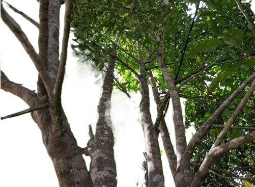 Indonesian Agarwood Seeds (Oud)