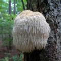 Lion’s Mane Mushroom Spawn Seeds. 