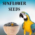 Sunflower Vegetable Seeds Hybrid All Time Surjamukhi Seed 350gm. 