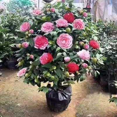Camellia trees are easy to plant in pots all year round, and fragrant camellia flowers are planted in gardens.
