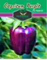 F1 Hybrid Capsicum mix , Sweet Pepper ,  Bell Pepper 18 seeds in one Pack Red , Yellow , Green , Purple , Orange , Cream, Colors Shimla Mirch 18 Seeds. 