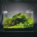 1.5Ft Planted aquarium. 