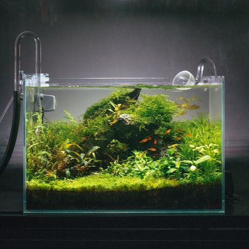1.5Ft%20Planted%20aquarium%20-%20Image%202