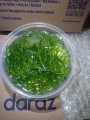 Guppy Grass / Aquarium live grass / Najas Grass Live Aquatic Aquarium Low Tec Plant Bunch of 10 Stems. 