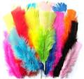 Pack of 12 Colorful Feathers for DIY Craft Wedding Home Party Decorations. 