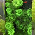 ADI  limnophila sessiliflora (Ambulia) - Live Aquatic Fast Growing For Aquarium decoration- 4 Stems. 