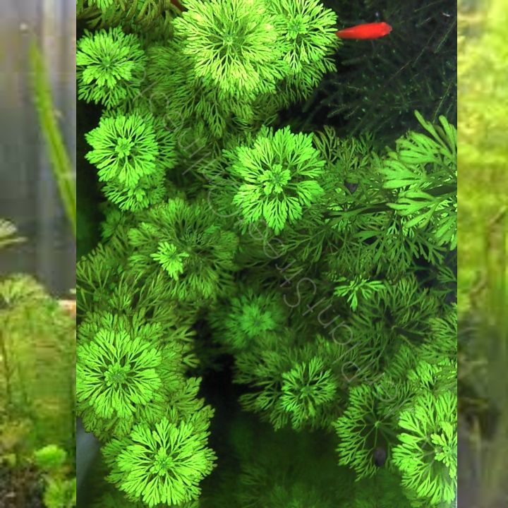 ADI%20%20limnophila%20sessiliflora%20(Ambulia)%20-%20Live%20Aquatic%20Fast%20Growing%20For%20Aquarium%20decoration-%204%20Stems%20-%20Image%204