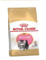 Persian Kitten- 400G. 