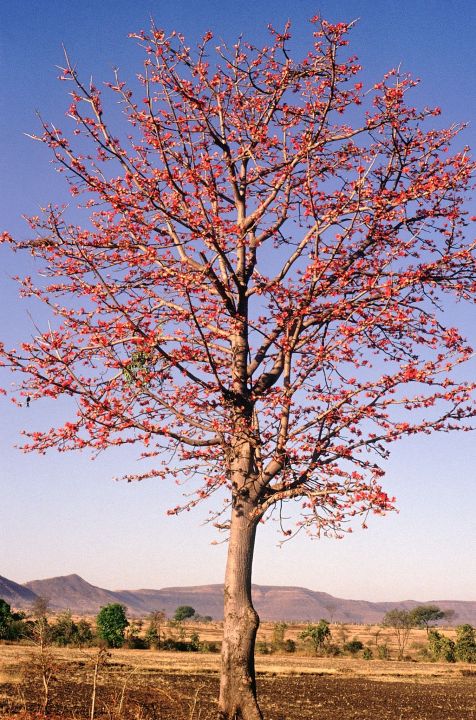 Sumbal%20Seeds%20(Malabar%20Red%20Cotton%20Tree%20Seeds)%20-%20Image%202