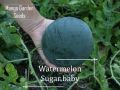 * Rare * Sugar Baby watermelon seeds-20 seed * friendly pot * plant pots, baby watermelon seeds, sweet, yummy-mango garden. 