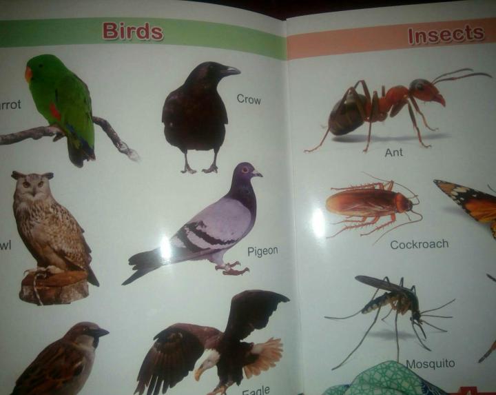 Book%20of%20general%20knowledge%20basic%20Learning%20words%20for%20kids%20with%20picture%7C%20high%20quality%20-%20Image%204