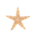 Small Starfish Star Sea Shell Beach Craft 0.4 inch-1.2 inch 180 Pcs. 