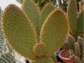 3 Cuttings Bunny Ear Cactus Rare Red Spikes Opuntia Cacti. 