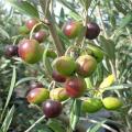 Olive Arbequina Fruit Tree Seeds. 
