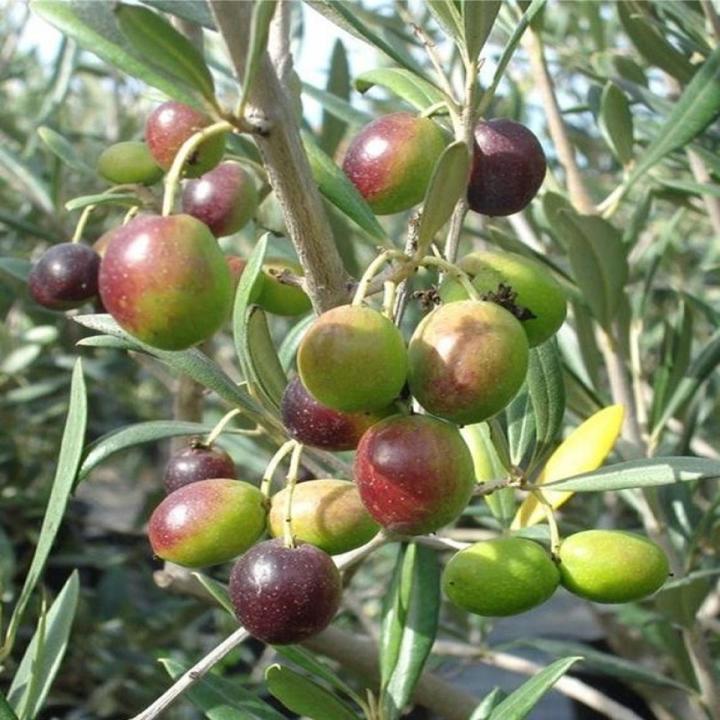 Olive Arbequina Fruit Tree Seeds