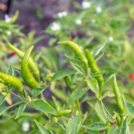 Green%20Chili%20seeds%20%20%20(%20%D8%AF%DB%8C%D8%B3%DB%8C%20%D8%B3%D8%A8%D8%B2%20%D9%85%D8%B1%DA%86%20%DA%A9%DB%92%20%D8%A8%DB%8C%D8%AC)%20Desi%20/Germinated/Best%20Quality/Fast%20growing/Excellent%20Germination/High%20Quality/Healthy%20Vegetable%20Seeds/Vegetable/Home/Kitchen/Gardening%20seeds/beej/Vegetables%20Seeds%20Packet%20-%20Image%204
