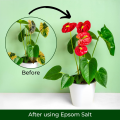 Epsom Salt fertilizer for plants - Natural - Organic Magnesium and Sulfur - Flowering ایپسم سالٹ High-Quality Magnesium Sulfate - Improved Plant Growth - Best Epsom Salt for Home Garden - Healthy Plants by Moji Mall. 
