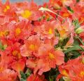 Princess Amina Peruvian Lily Flower Seeds. 