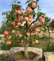 Dwarf Apple Tree Seeds Small Fruit Tree Seeds Low Height Apple Plant Seeds for Home Garden. 