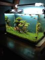 1.5Ft Planted aquarium. 