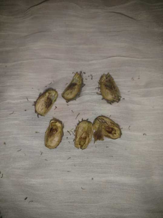 45%20Castor%20oil%20seeds%20100percent%20germinate%20for%20grow%20caster%20plant%20Eranda%20(%20Ricinus%20communis%20)%20castor%20beans%20arand%20tree%20use%20for%20many%20purpose%20-%20Image%204