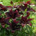 Dark Secret Lily Flower Seeds. 