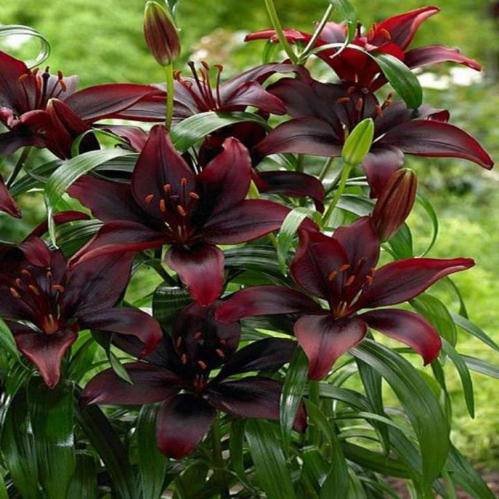 Dark Secret Lily Flower Seeds
