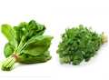 Pack of 2 (Fenugreek (Methi), Spinach (Palak)) (F1 Hybrid) Vegetable Seeds. 