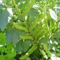 Bean Seeds (Fava) - Broad  15gm. 