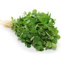 Fenugreek (Kasoori Methi) Desi OP Seeds (100 Seeds Pack) for Household Gardening - Premium Quality Pakistani Methi Seeds. 