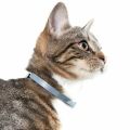 Pet Insecticidal Collar Cats Dogs Except Flea Collar Pet Addition Pest Collar. 