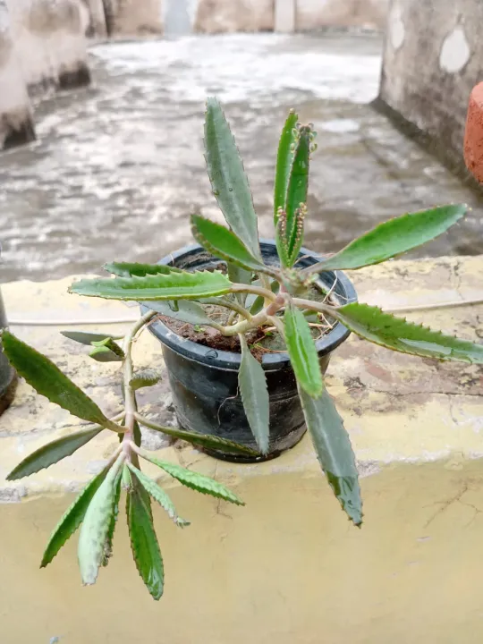 cactus%20and%20succulents%20real%20plants%20live%20plants%20home%20gardening%20rooftop%20garden%20-%20Image%204