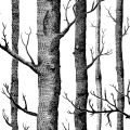 BEERIS Black White Birch Tree Wallpaper for Bedroom Modern Design Living Room Wall Paper Roll Rustic Forest Woods Wallpapers. 