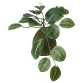 Ikea Artificial Potted Plant Moss. 