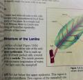 Biology: A Course for 'O' Level by Lam Peng Kwan and Eric Y K Lam. 